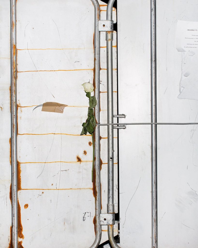گلهای رز سفید خشکشده آویخته بر سیم فلزی؛ اثری از مجموعه Nearly Every Rose on the Barriers in Front of the Parliament اثر رافائل میلاخ